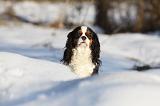 CAVALIER KING CHARLES 430
